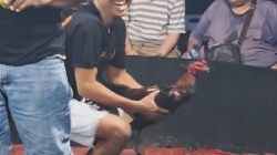 Aktivitas Judi Sabung Ayam di Kutalimbaru Kembali Mencuat, Komitmen Penegakan Hukum Dipertanyakan