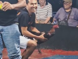Aktivitas Judi Sabung Ayam di Kutalimbaru Kembali Mencuat, Komitmen Penegakan Hukum Dipertanyakan