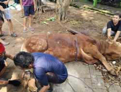 HMI Jakarta Gelar Penyembelihan Hewan Kurban Iduladha 1447 H, Tebar Kepedulian dan Solidaritas Sosial