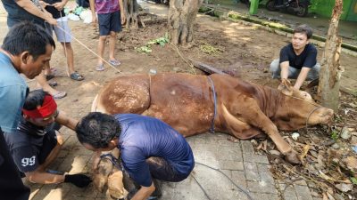HMI Jakarta Gelar Penyembelihan Hewan Kurban Iduladha 1447 H, Tebar Kepedulian dan Solidaritas Sosial