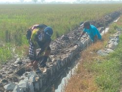 Dana P3-TGAI Rp195 Juta Cair di Desa Makmurjaya Jayakerta, Petani Siap Perbaiki Jaringan Irigasi Secara Swakelola