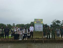 Petani Nagan Raya Makin Modern! BPP Pulo Ie Gelar Demplot Padi Metode PM-AAS