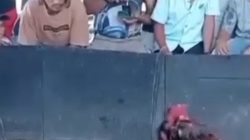 Miris! Janji Tindak Tegas Diduga Hanya Basa-Basi, Sabung Ayam ‘Wendy’ dan Klumpang Kebun Kian Bebas Beroperasi