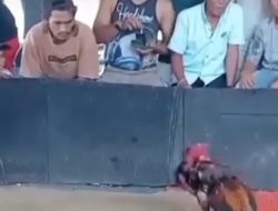 Miris! Janji Tindak Tegas Diduga Hanya Basa-Basi, Sabung Ayam ‘Wendy’ dan Klumpang Kebun Kian Bebas Beroperasi