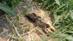 Geger! Pencari Rumput Temukan Mayat Pria Misterius di Kebun Jagung Jombang