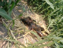 Geger! Pencari Rumput Temukan Mayat Pria Misterius di Kebun Jagung Jombang