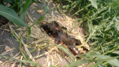 Geger! Pencari Rumput Temukan Mayat Pria Misterius di Kebun Jagung Jombang