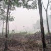 Kabut Asap di Kutai Barat Makin Tebal, Warga Desak Pemerintah Bergerak Cepat