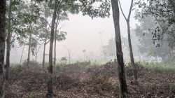 Kabut Asap di Kutai Barat Makin Tebal, Warga Desak Pemerintah Bergerak Cepat